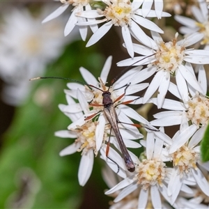 Enchoptera apicalis at Penrose, NSW - suppressed