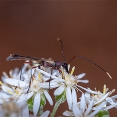 Enchoptera apicalis at Penrose, NSW - 7 Oct 2024