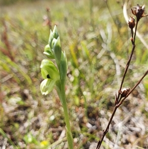 Hymenochilus bicolor (ACT) = Pterostylis bicolor (NSW) at Yarralumla, ACT - 12 Oct 2024