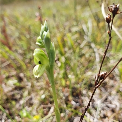 Hymenochilus bicolor (Black-tip Greenhood) at Yarralumla, ACT - 12 Oct 2024 by Bubbles