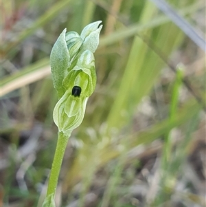 Hymenochilus bicolor (ACT) = Pterostylis bicolor (NSW) at Yarralumla, ACT - 12 Oct 2024