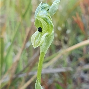 Hymenochilus bicolor (ACT) = Pterostylis bicolor (NSW) at Yarralumla, ACT - 12 Oct 2024