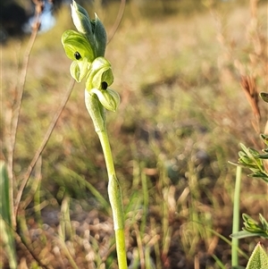 Hymenochilus bicolor (ACT) = Pterostylis bicolor (NSW) at Yarralumla, ACT - 12 Oct 2024