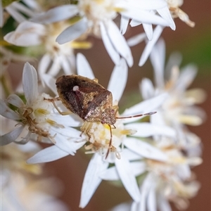 Unidentified Shield, Stink or Jewel Bug (Pentatomoidea) at Penrose, NSW by Aussiegall