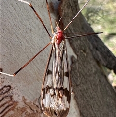 Gynoplistia (Xenolimnophila) fergusoni (A crane fly) at Tantawangalo, NSW - 9 Oct 2024 by Pirom