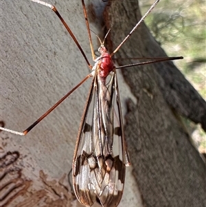 Ptilogyna sp. (genus) at Tantawangalo, NSW by Pirom