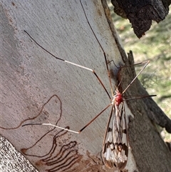Gynoplistia (Xenolimnophila) fergusoni at Tantawangalo, NSW - 9 Oct 2024 03:39 PM