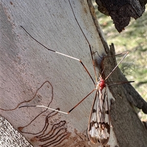 Gynoplistia (Xenolimnophila) fergusoni at Tantawangalo, NSW - 9 Oct 2024 03:39 PM