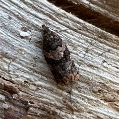 Isochorista melanocrypta (Isochorista melanocrypta) at Tantawangalo, NSW - 9 Oct 2024 by Pirom