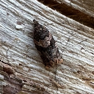 Isochorista melanocrypta at Tantawangalo, NSW - 9 Oct 2024