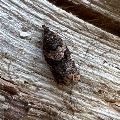 Isochorista melanocrypta (Isochorista melanocrypta) at Tantawangalo, NSW - 9 Oct 2024 by Pirom