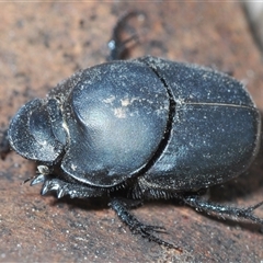 Onthophagus sp. (genus) (Dung beetle) at Cook, ACT - 11 Oct 2024 by Harrisi