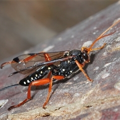 Echthromorpha intricatoria (Cream-spotted Ichneumon) at Collector, NSW - 12 Oct 2024 by Harrisi