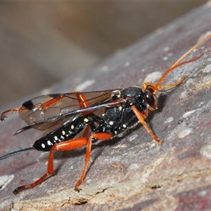 Echthromorpha intricatoria at Collector, NSW - 12 Oct 2024