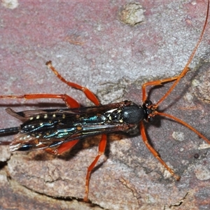 Echthromorpha intricatoria at Collector, NSW - 12 Oct 2024