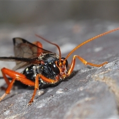 Echthromorpha intricatoria at Collector, NSW - 12 Oct 2024