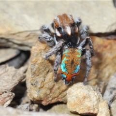 Maratus calcitrans (Kicking peacock spider) at Collector, NSW - 12 Oct 2024 by Harrisi