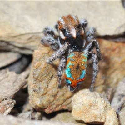 Maratus calcitrans (Kicking peacock spider) at Collector, NSW - 12 Oct 2024 by Harrisi