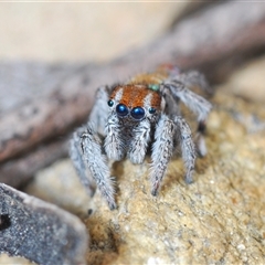 Maratus calcitrans at Collector, NSW - suppressed