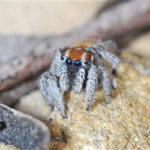 Maratus calcitrans at Collector, NSW - 12 Oct 2024