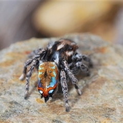 Maratus calcitrans at Collector, NSW - 12 Oct 2024