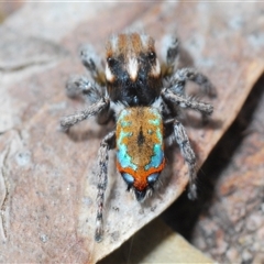 Maratus calcitrans at Collector, NSW - suppressed