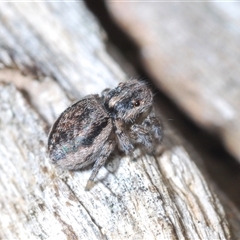 Maratus calcitrans at Collector, NSW - suppressed