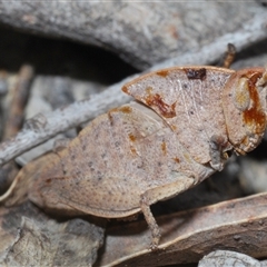 Goniaea australasiae (Gumleaf grasshopper) at Collector, NSW - 12 Oct 2024 by Harrisi