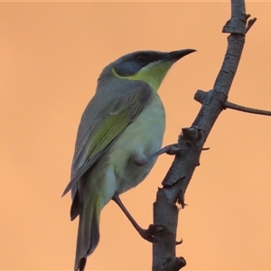 Ptilotula keartlandi (Grey-headed Honeyeater) at Petermann, NT by BenW