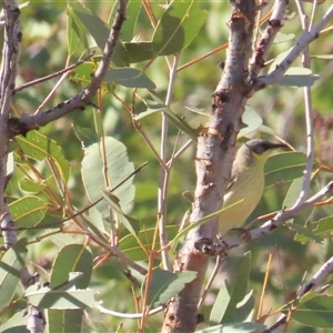 Ptilotula keartlandi at Petermann, NT - 4 Oct 2024 05:02 PM