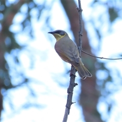 Ptilotula keartlandi at Petermann, NT - 4 Oct 2024