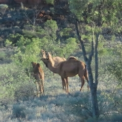 Camelus dromedarius (Camel, Dromedary) at Petermann, NT - 5 Oct 2024 by BenW