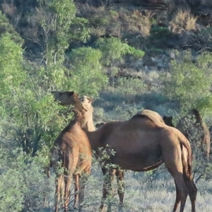 Camelus dromedarius at Petermann, NT - 5 Oct 2024 07:30 AM