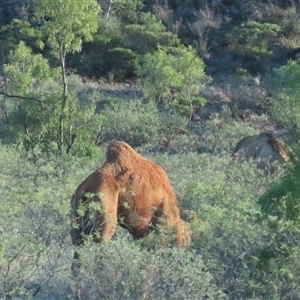 Camelus dromedarius at Petermann, NT - 5 Oct 2024 07:30 AM