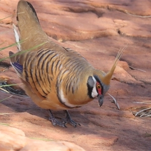 Geophaps plumifera (Spinifex Pigeon) at Petermann, NT by BenW