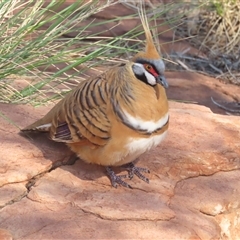 Geophaps plumifera at Petermann, NT - 5 Oct 2024