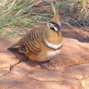 Geophaps plumifera at Petermann, NT - 5 Oct 2024 10:32 AM