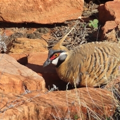 Geophaps plumifera at Petermann, NT - 5 Oct 2024