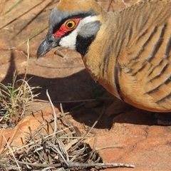 Geophaps plumifera at Petermann, NT - 5 Oct 2024