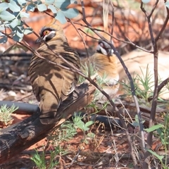 Geophaps plumifera at Petermann, NT - 5 Oct 2024 10:32 AM