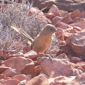 Amytornis purnelli (Dusky Grasswren) at Petermann, NT by BenW