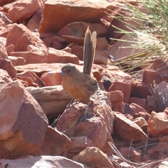 Amytornis purnelli at Petermann, NT - 5 Oct 2024 10:24 AM