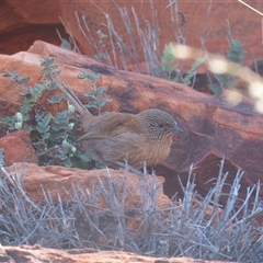 Amytornis purnelli at Petermann, NT - 5 Oct 2024 10:24 AM