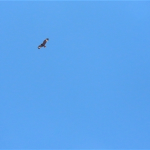 Hamirostra melanosternon (Black-breasted Buzzard) at Petermann, NT by BenW