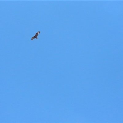 Hamirostra melanosternon (Black-breasted Buzzard) at Petermann, NT - 5 Oct 2024 by BenW