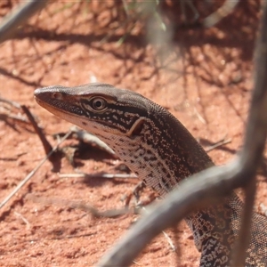 Varanus gouldii at Yulara, NT - 5 Oct 2024