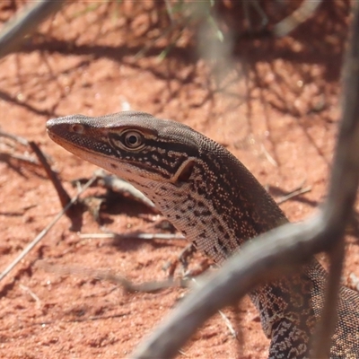 Varanus gouldii (Sand Goanna) at Yulara, NT - 5 Oct 2024 by BenW