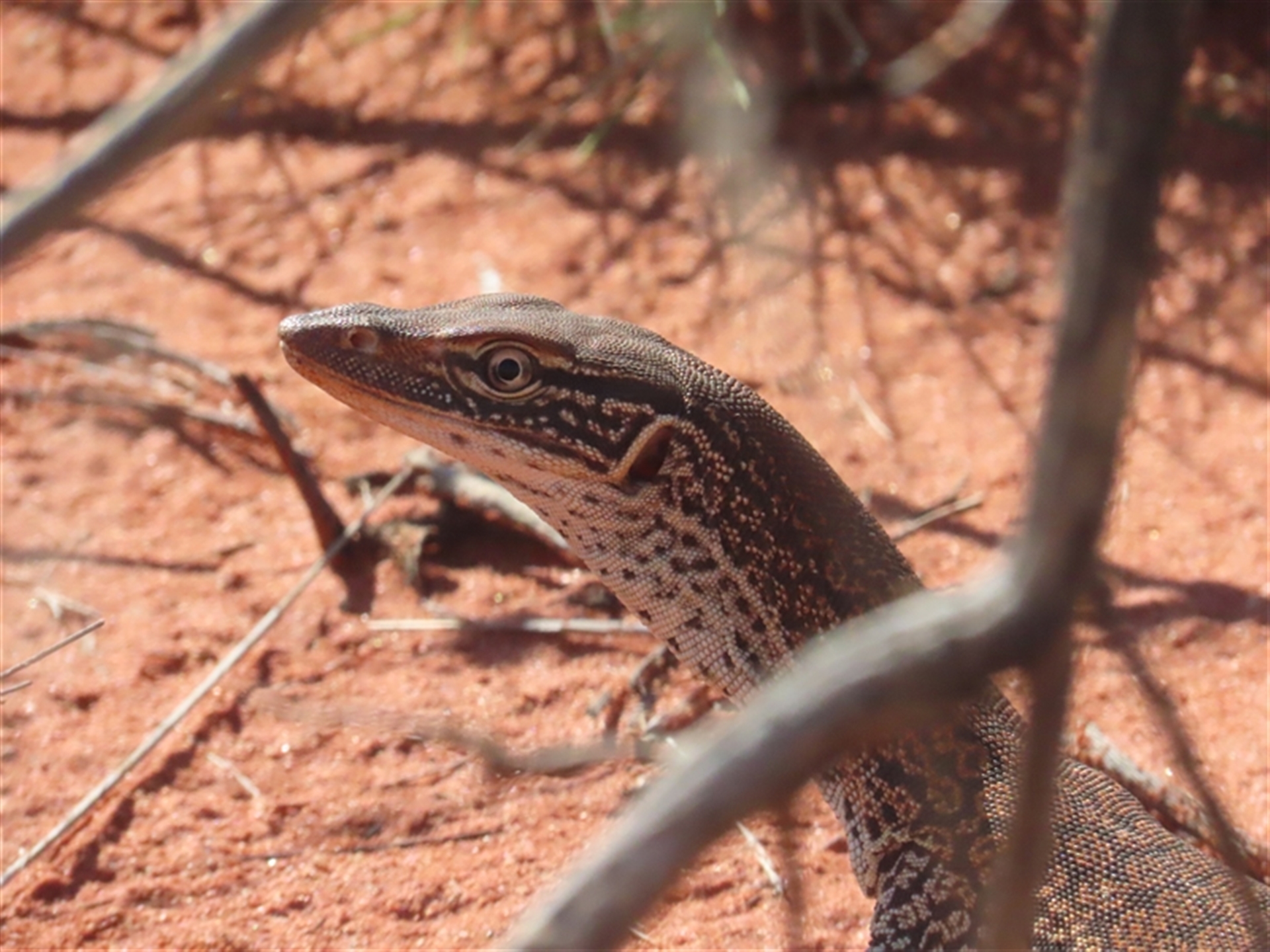 Varanus gouldii at Yulara, NT - 5 Oct 2024 03:46 PM