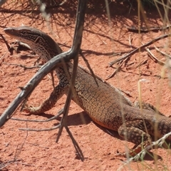 Varanus gouldii at Yulara, NT - 5 Oct 2024