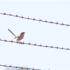 Malurus leucopterus (White-winged Fairywren) at Yulara, NT - 5 Oct 2024 by BenW